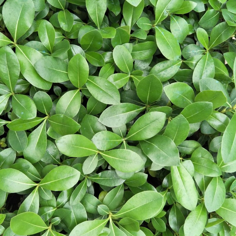 海桐山瑞香种苗庭院盆栽花卉绿植园林绿化地被苗