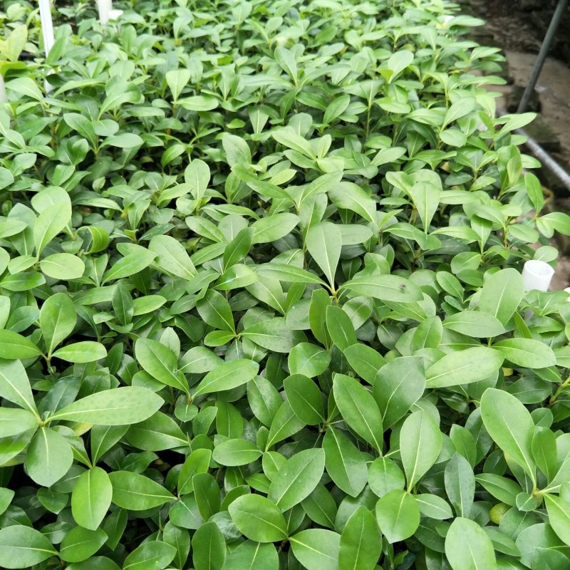 海桐山瑞香种苗庭院盆栽花卉绿植园林绿化地被苗