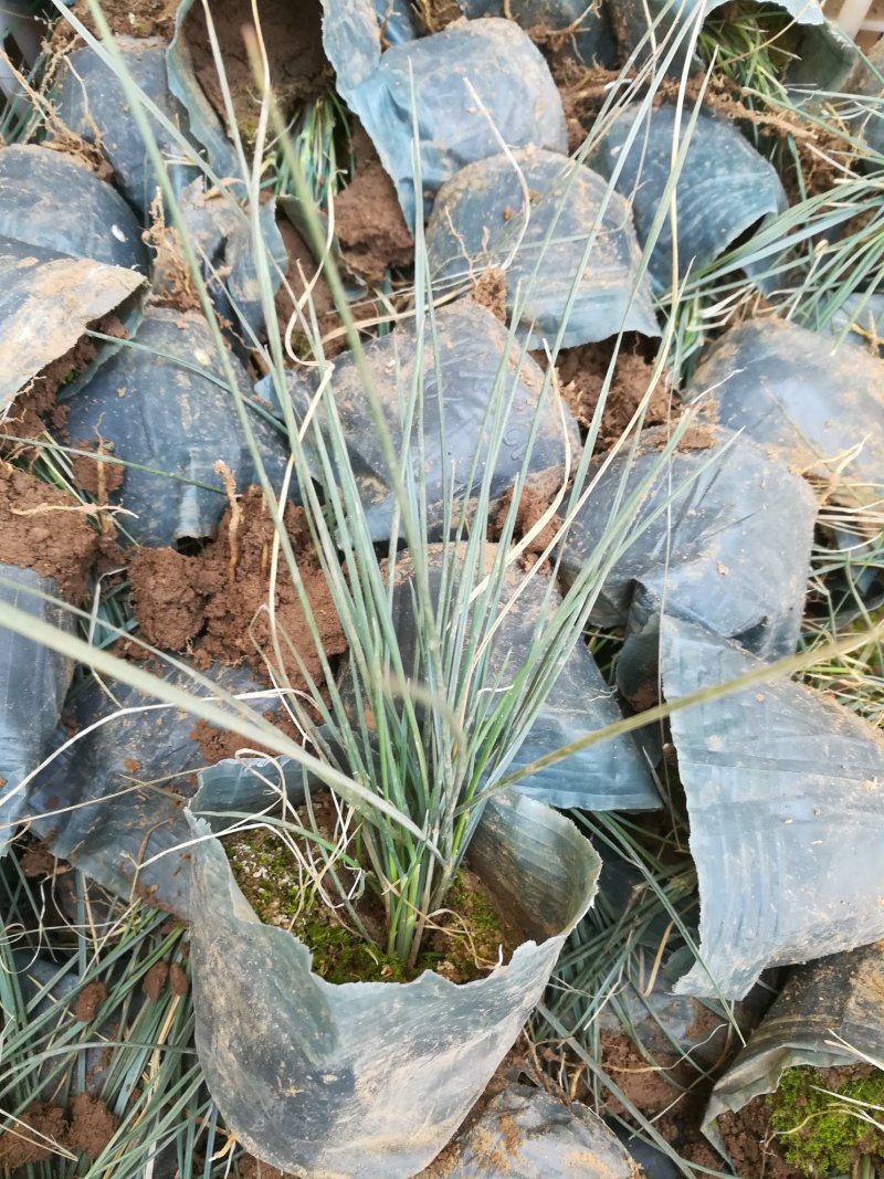 多芽粉黛乱子草量大优惠品种多规格全营养杯苗