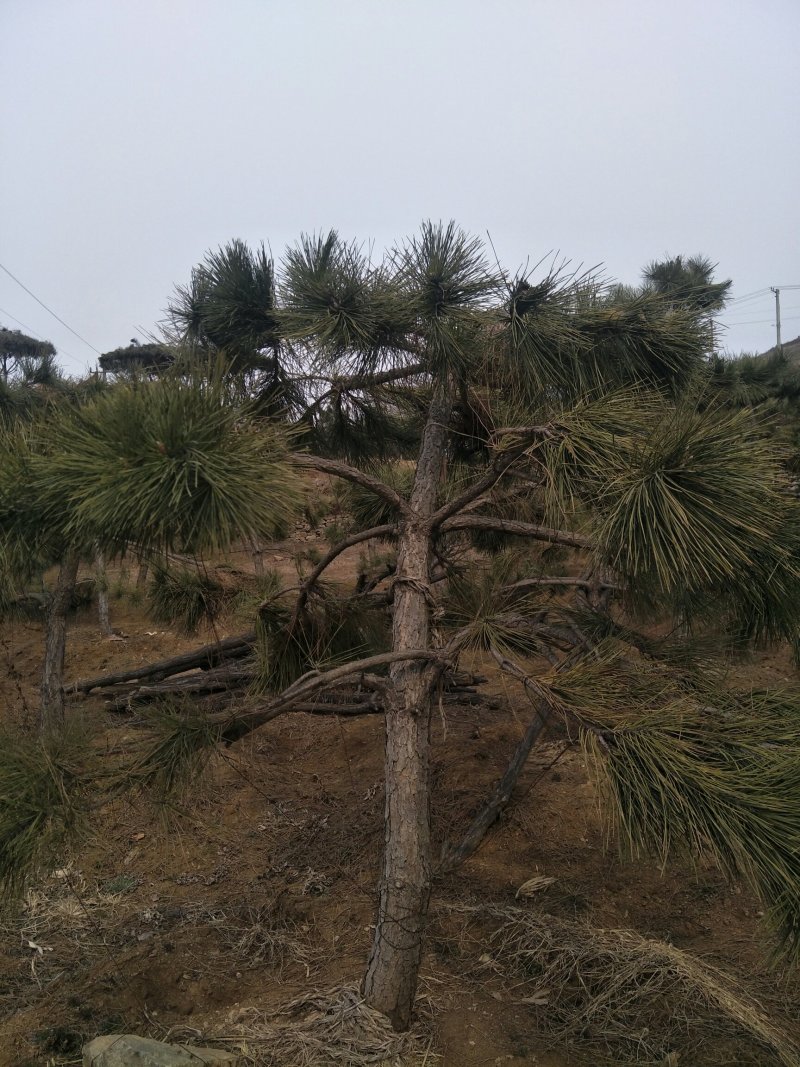 造型松