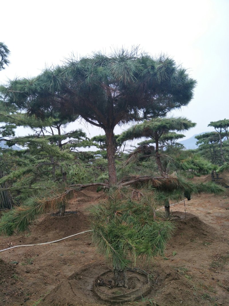 造型松