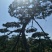 造型松