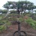 造型松