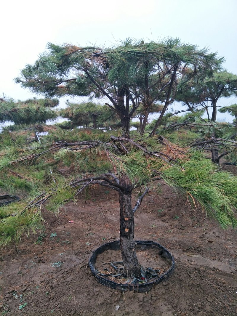 造型松