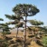 造型松