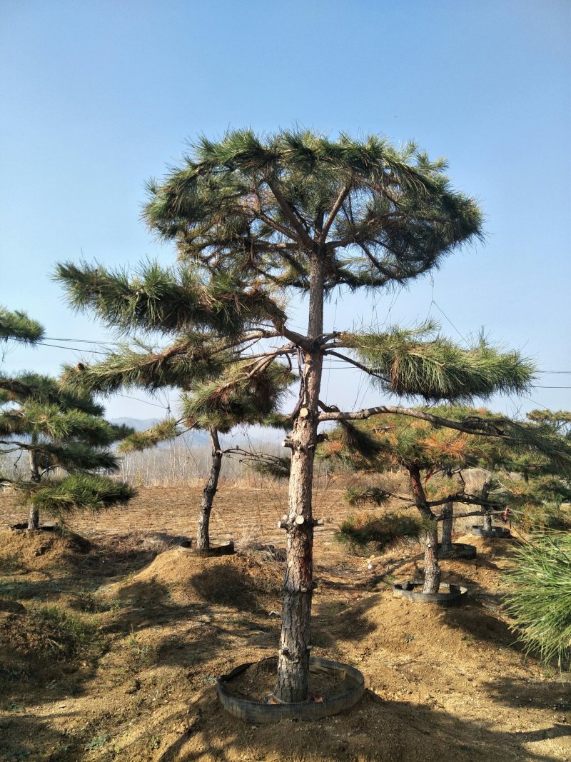 造型松