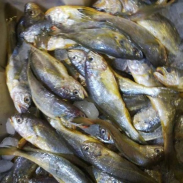 小黄鱼