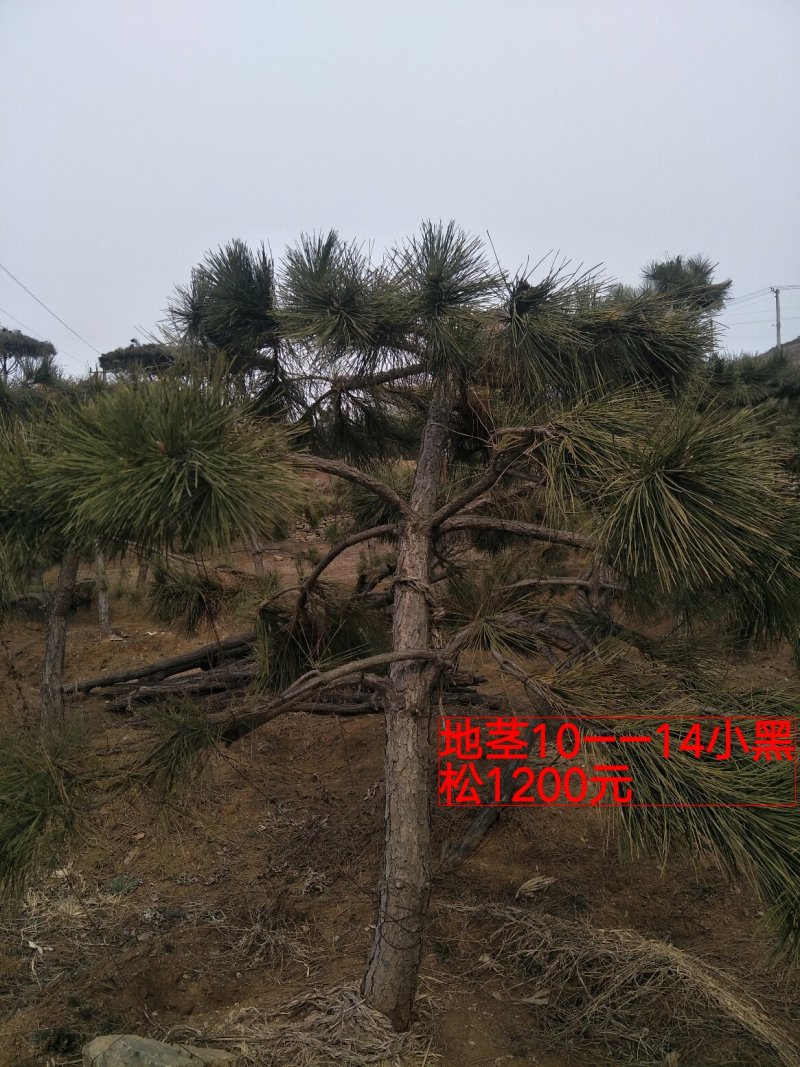 造型松