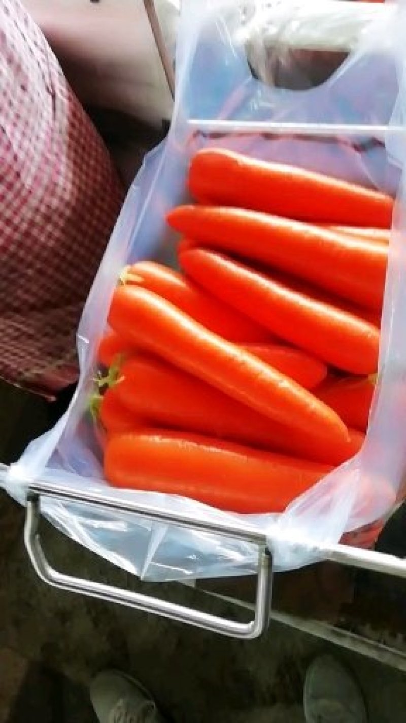 鲜苗精品中条胡萝卜现货供应两条分拣线各种规格