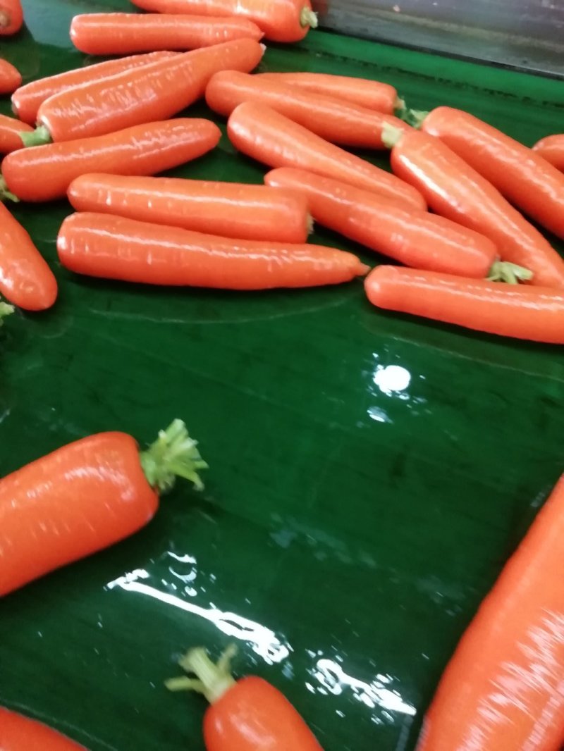 鲜苗精品中条胡萝卜现货供应两条分拣线各种规格