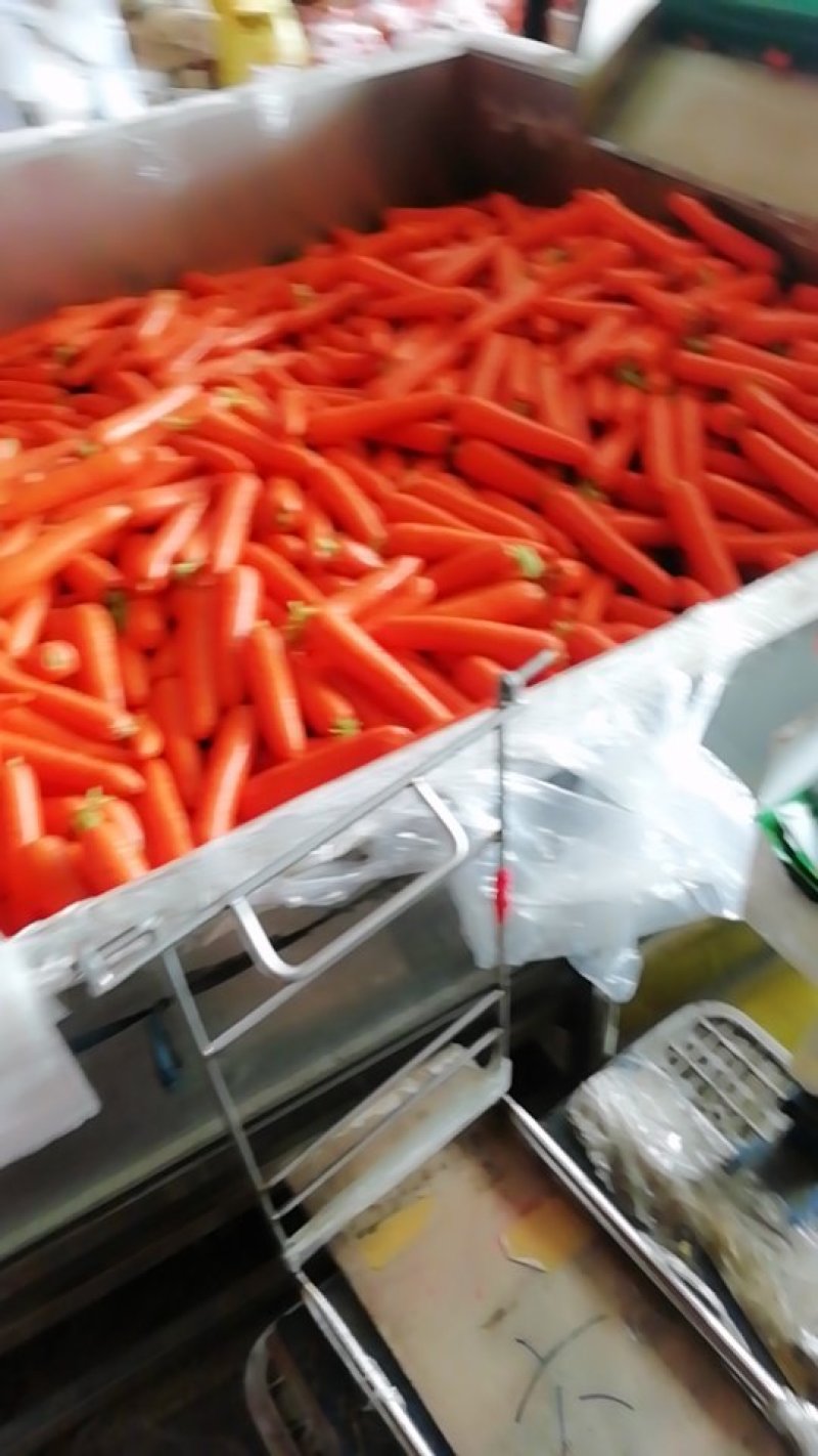 鲜苗精品中条胡萝卜现货供应两条分拣线各种规格