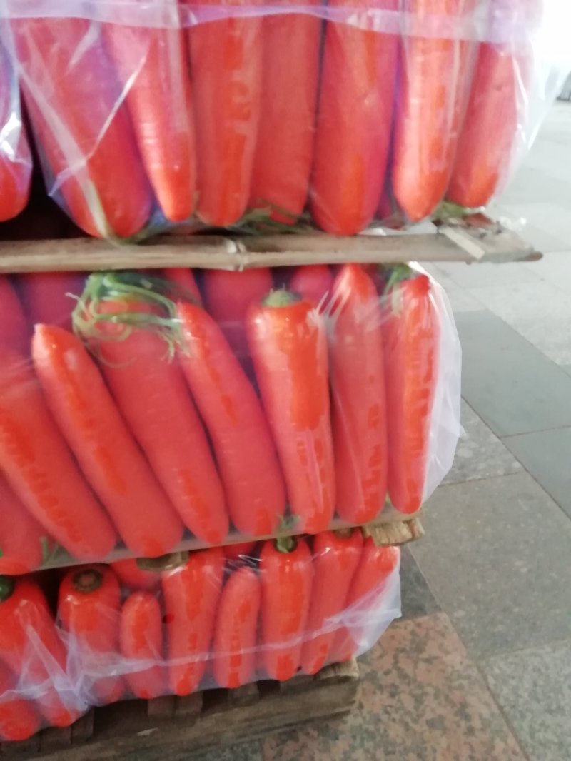 鲜苗精品中条胡萝卜现货供应两条分拣线各种规格