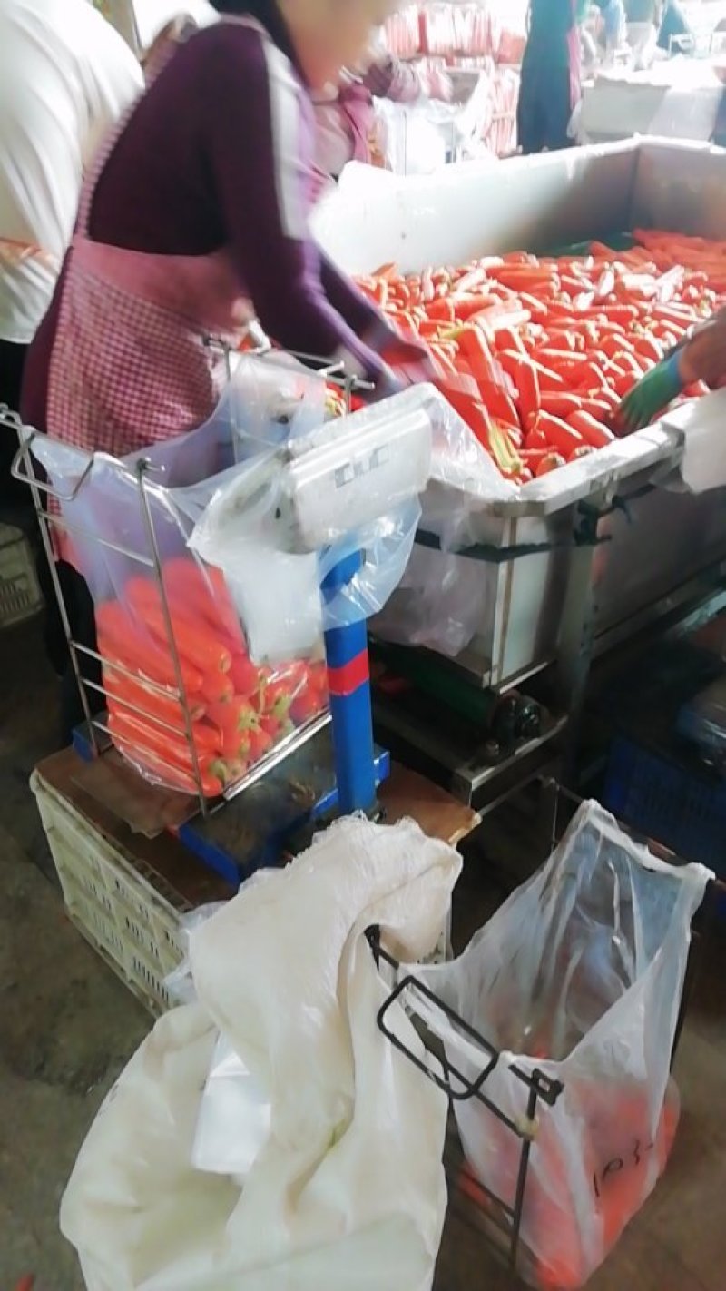 鲜苗精品中条胡萝卜现货供应两条分拣线各种规格