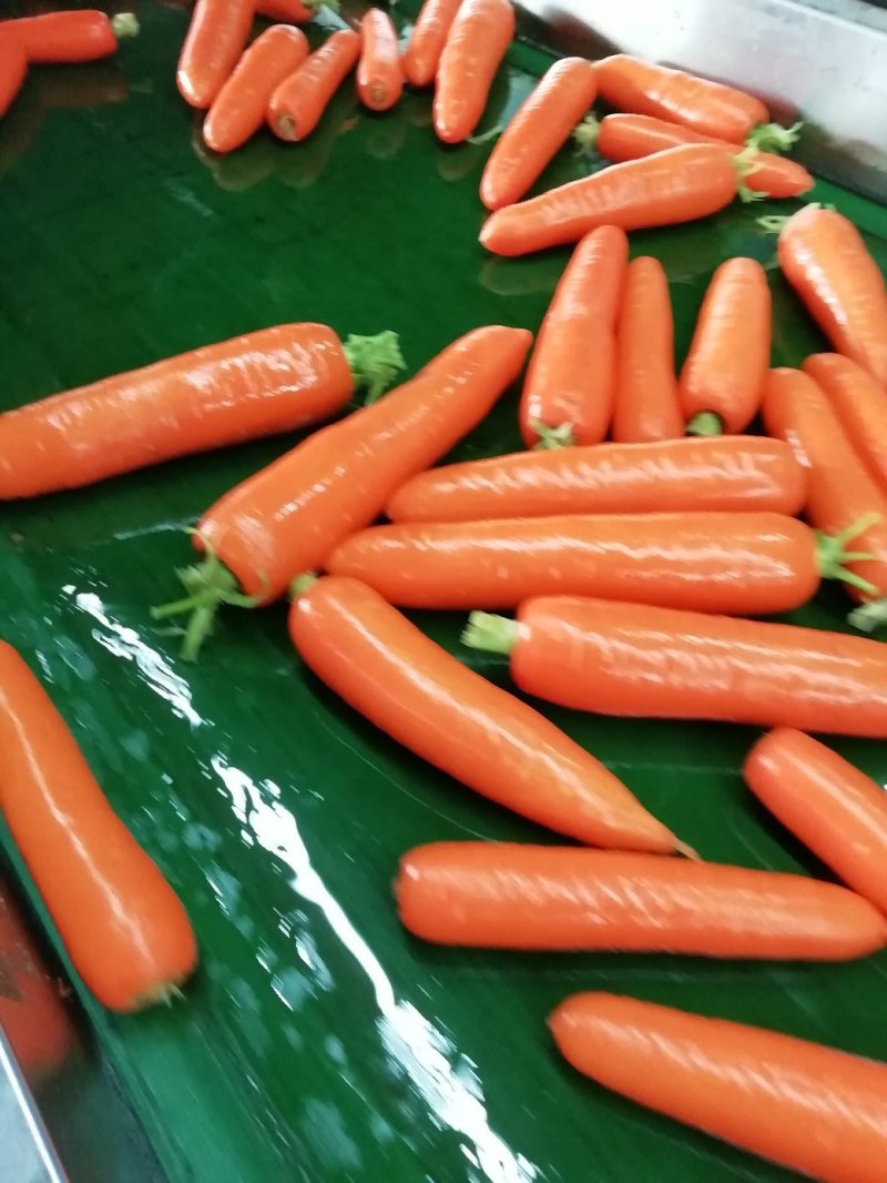 鲜苗精品中条胡萝卜现货供应两条分拣线各种规格