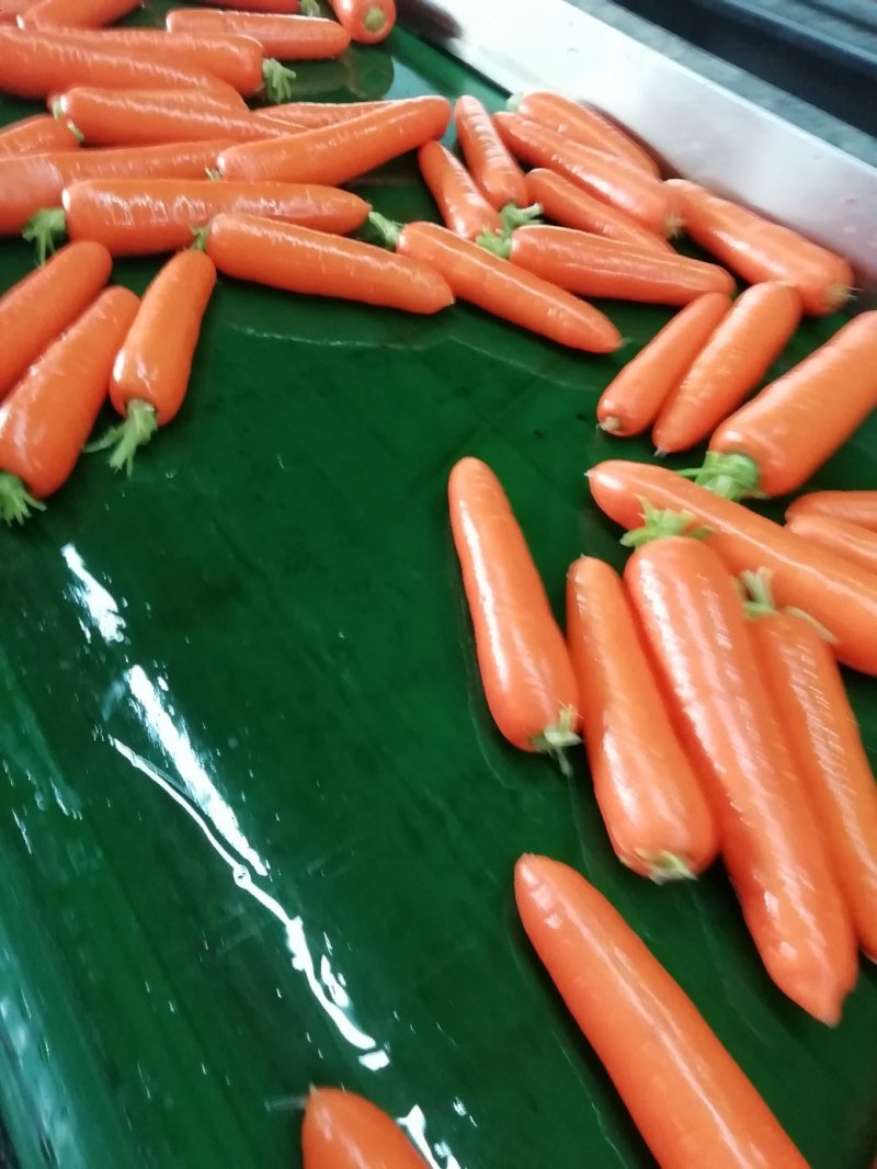 鲜苗精品中条胡萝卜现货供应两条分拣线各种规格