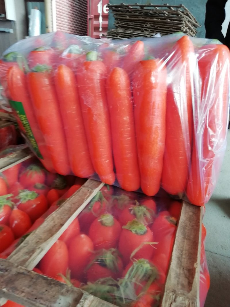鲜苗精品中条胡萝卜现货供应两条分拣线各种规格