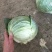 圆包菜铁头铁包福建包菜漳浦铁头产地直供