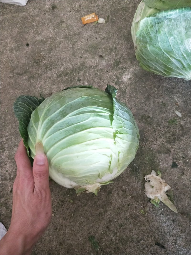 圆包菜铁头铁包福建包菜漳浦铁头产地直供