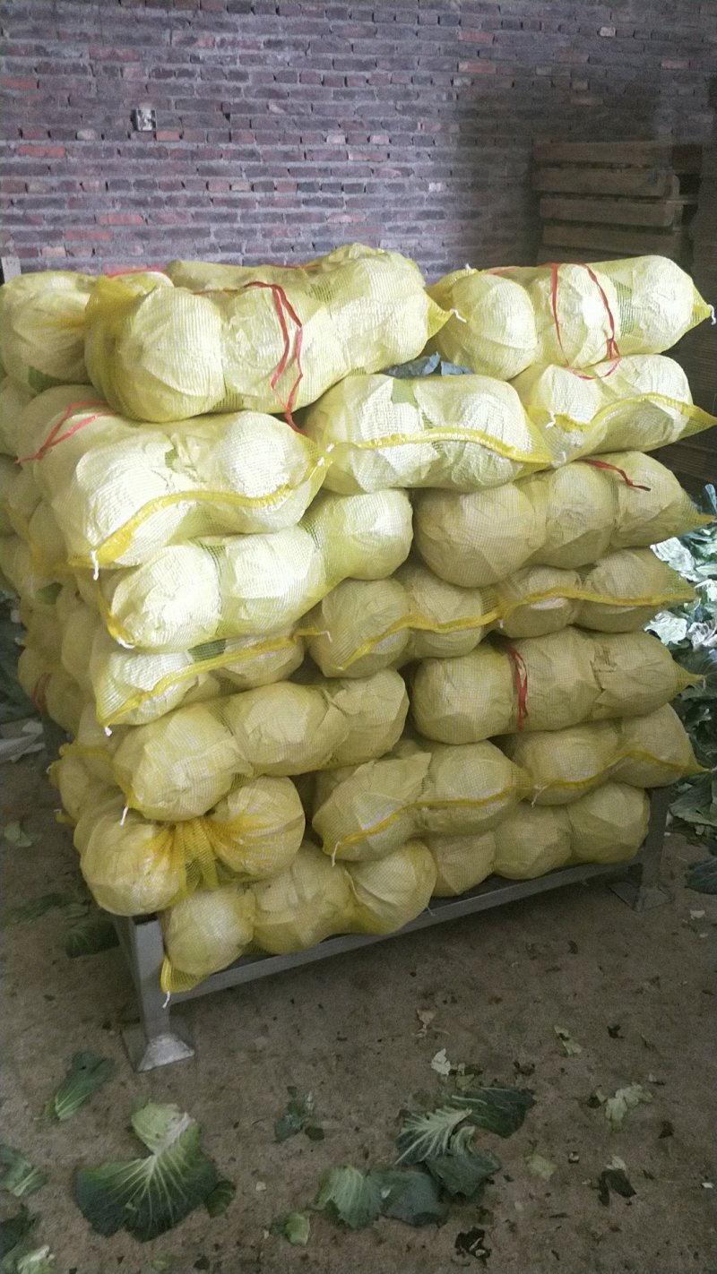 圆包菜铁头铁包福建包菜漳浦铁头产地直供