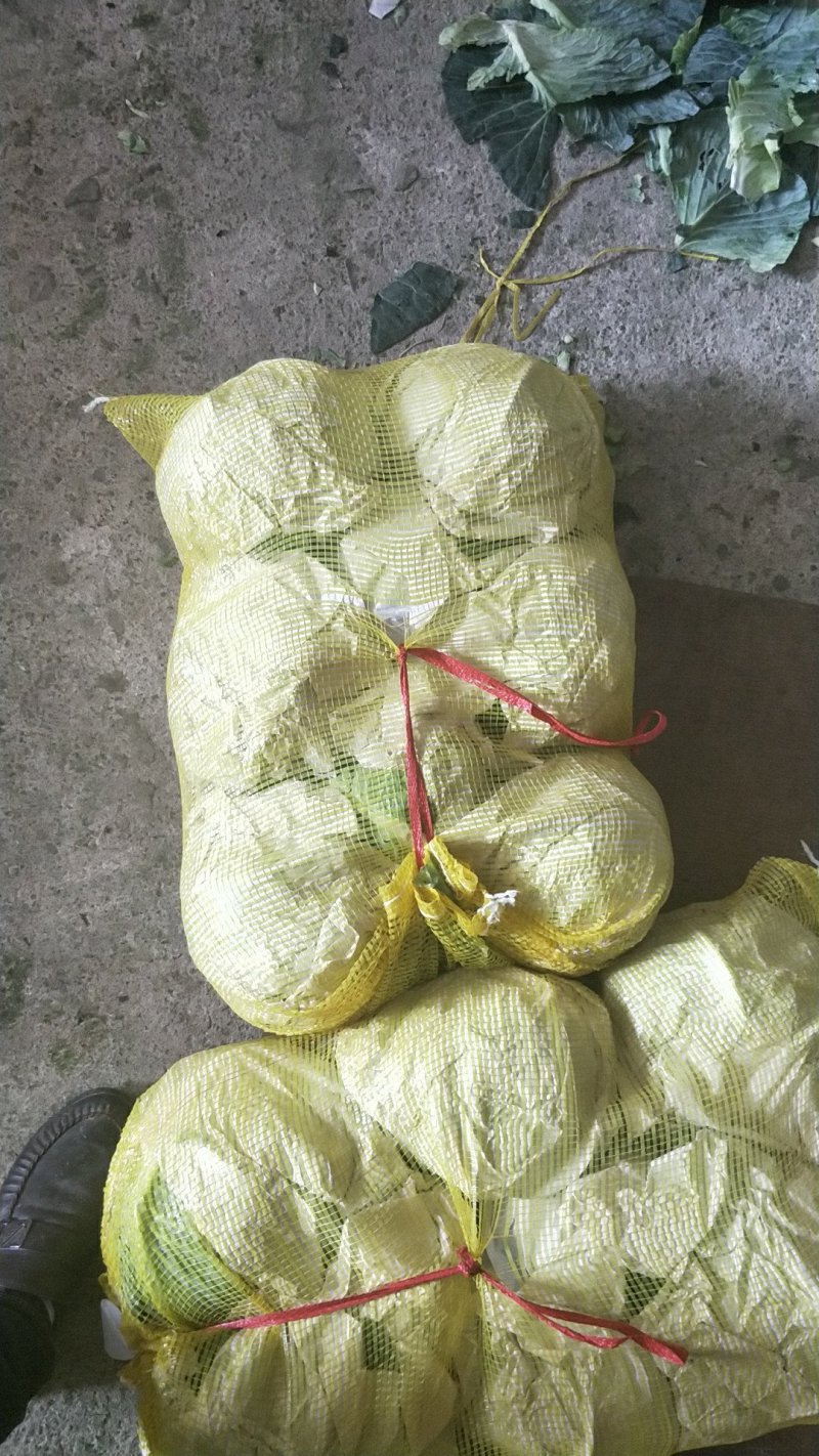 圆包菜铁头铁包福建包菜漳浦铁头产地直供