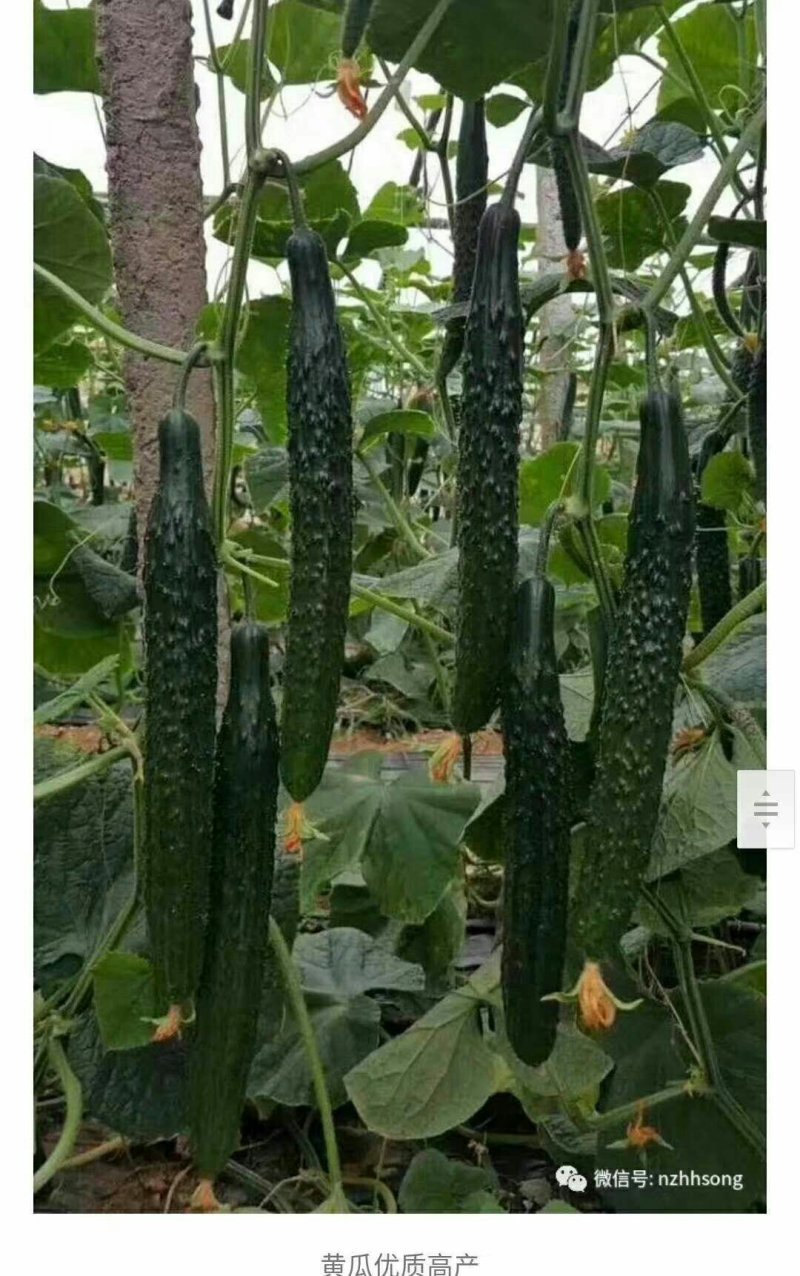 长年供应蔬菜甜瓜种苗
