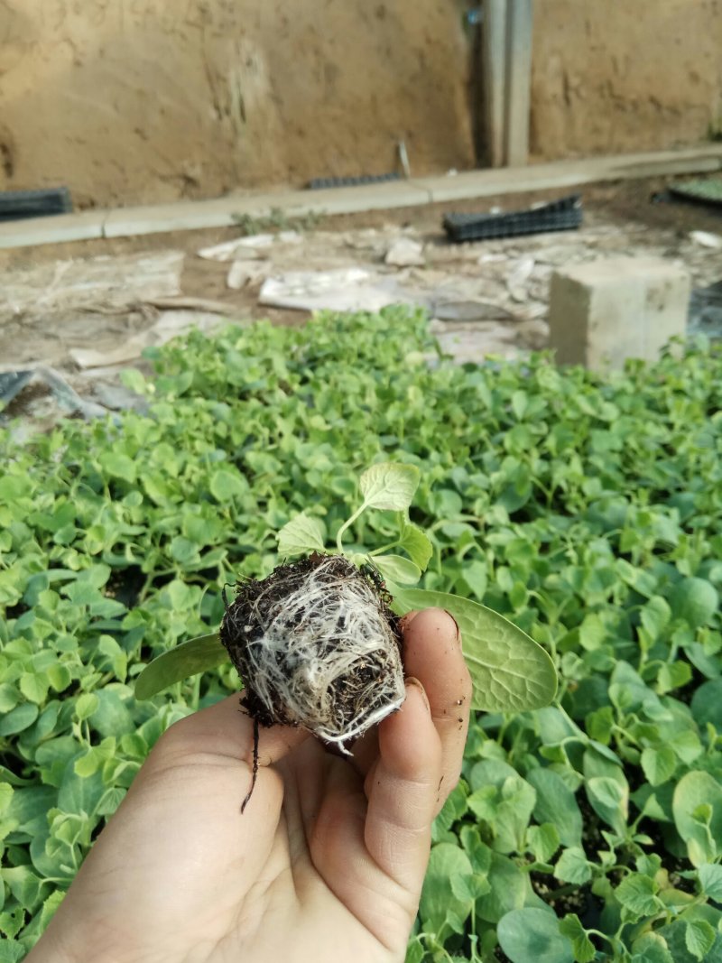 长年供应蔬菜甜瓜种苗