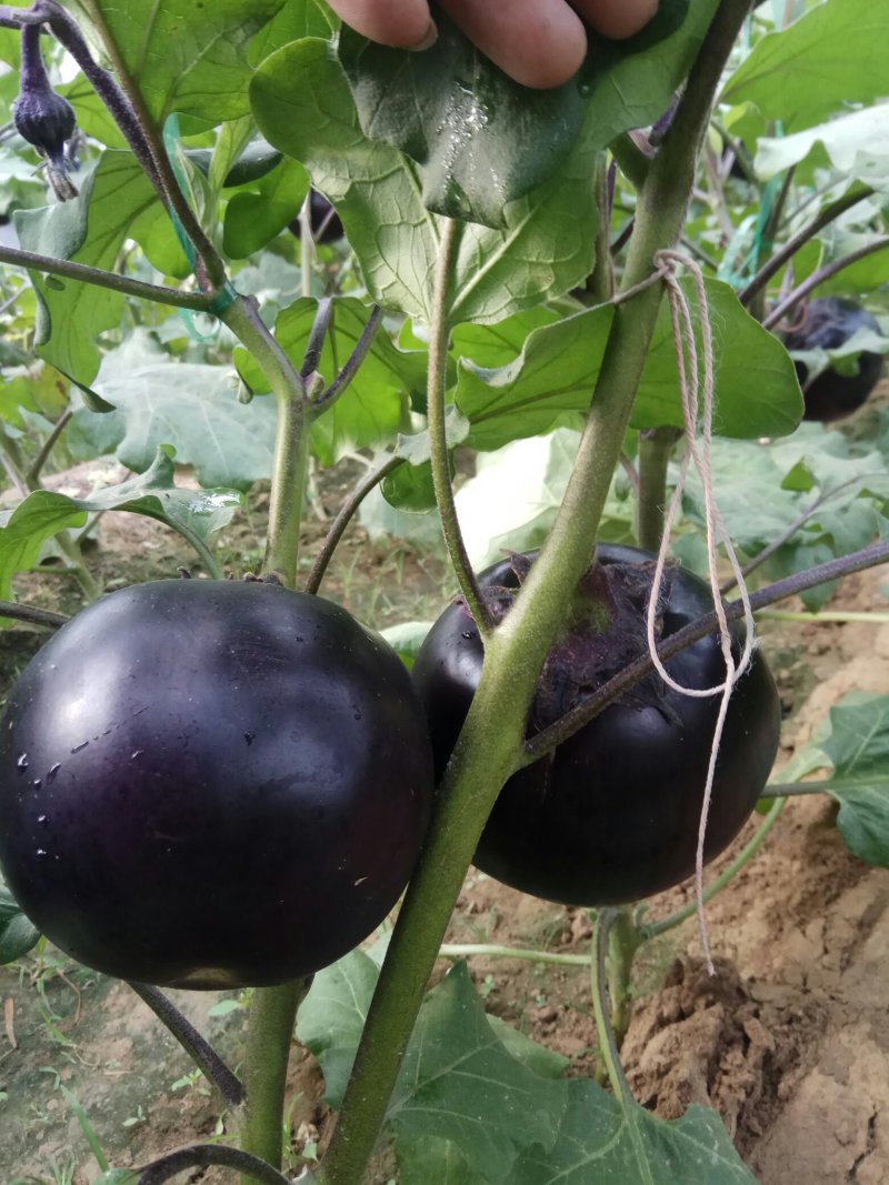 长年供应蔬菜甜瓜种苗