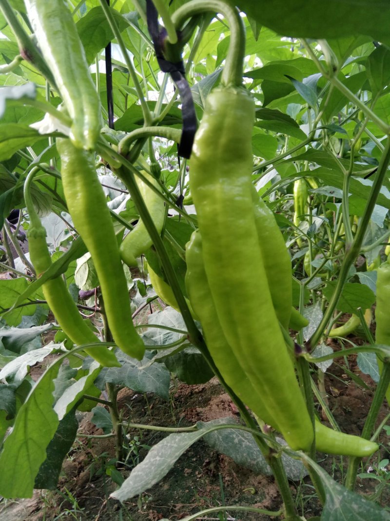 长年供应蔬菜甜瓜种苗