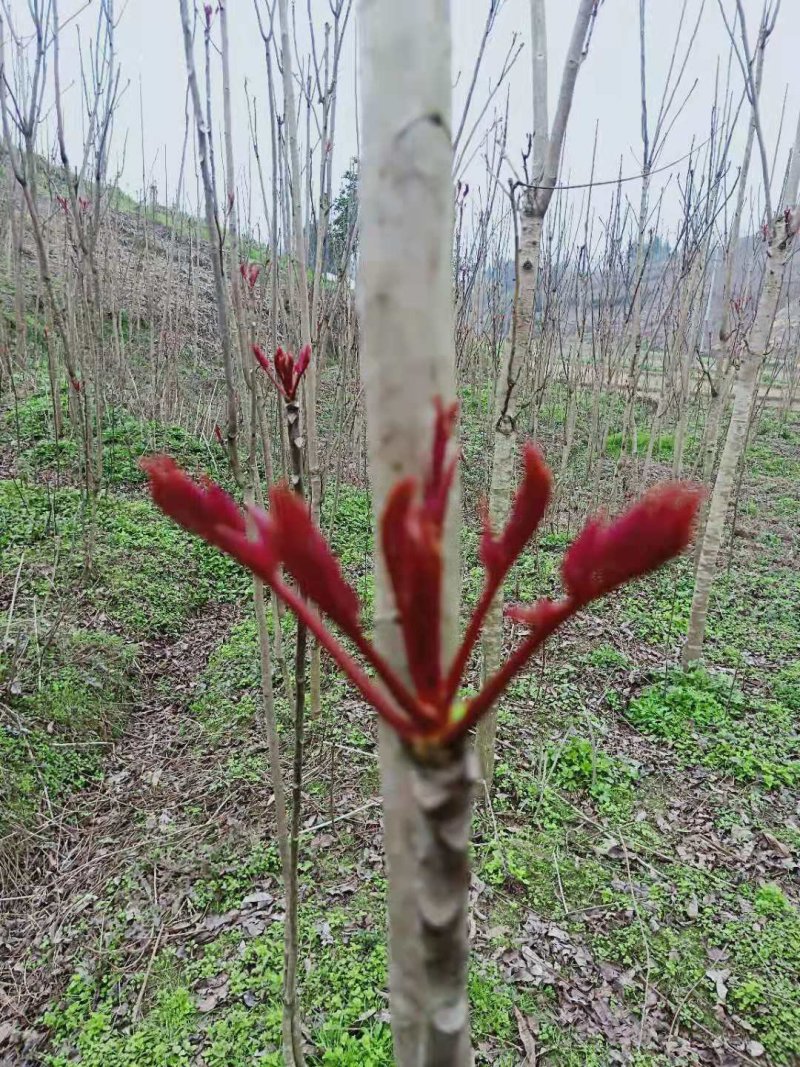 香椿芽四川红油香椿芽产地大量批发，代办，诚信合作来电订购