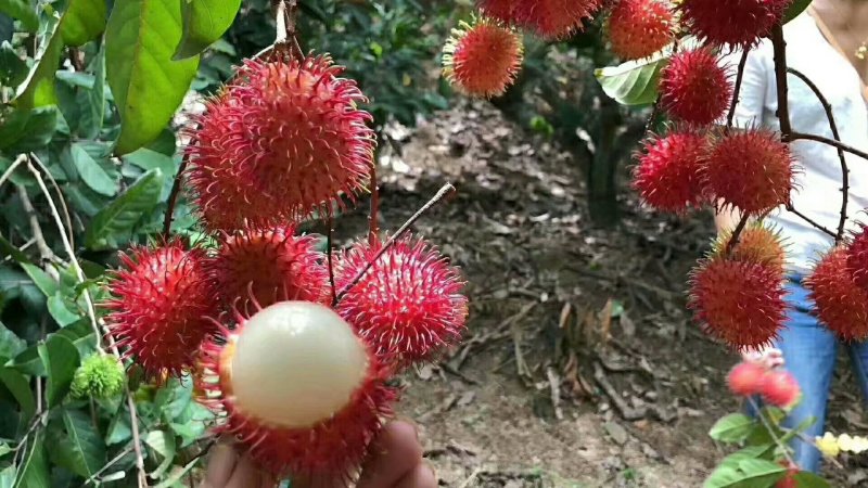 红毛丹树苗嫁接苗带杯发货