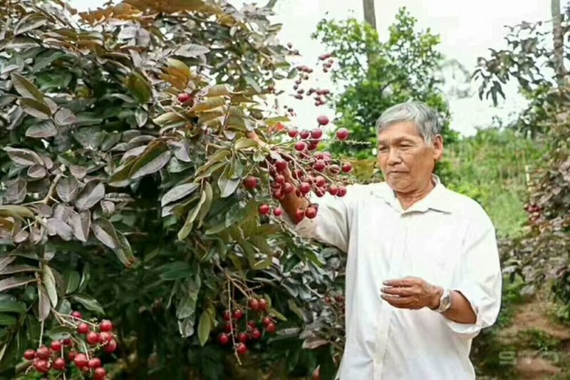 越南红皮龙眼苗