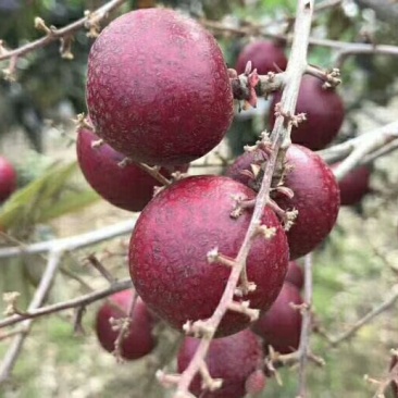 越南红皮龙眼苗