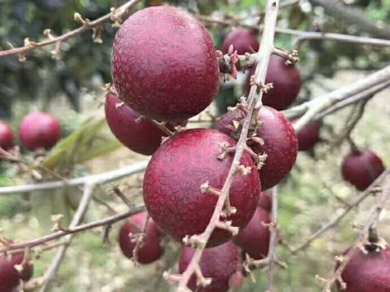 越南红皮龙眼苗