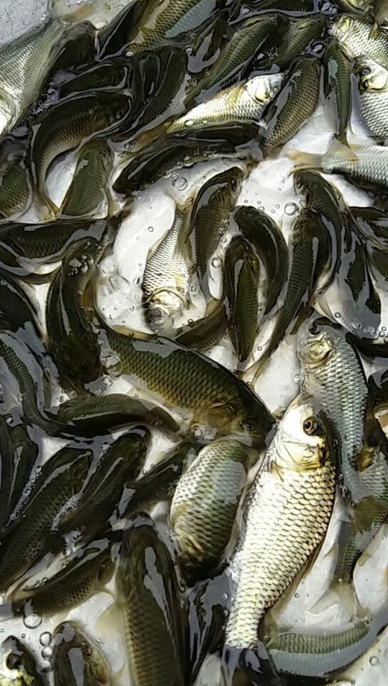 鲤鱼苗，正宗建鲤，冠鲤鱼苗