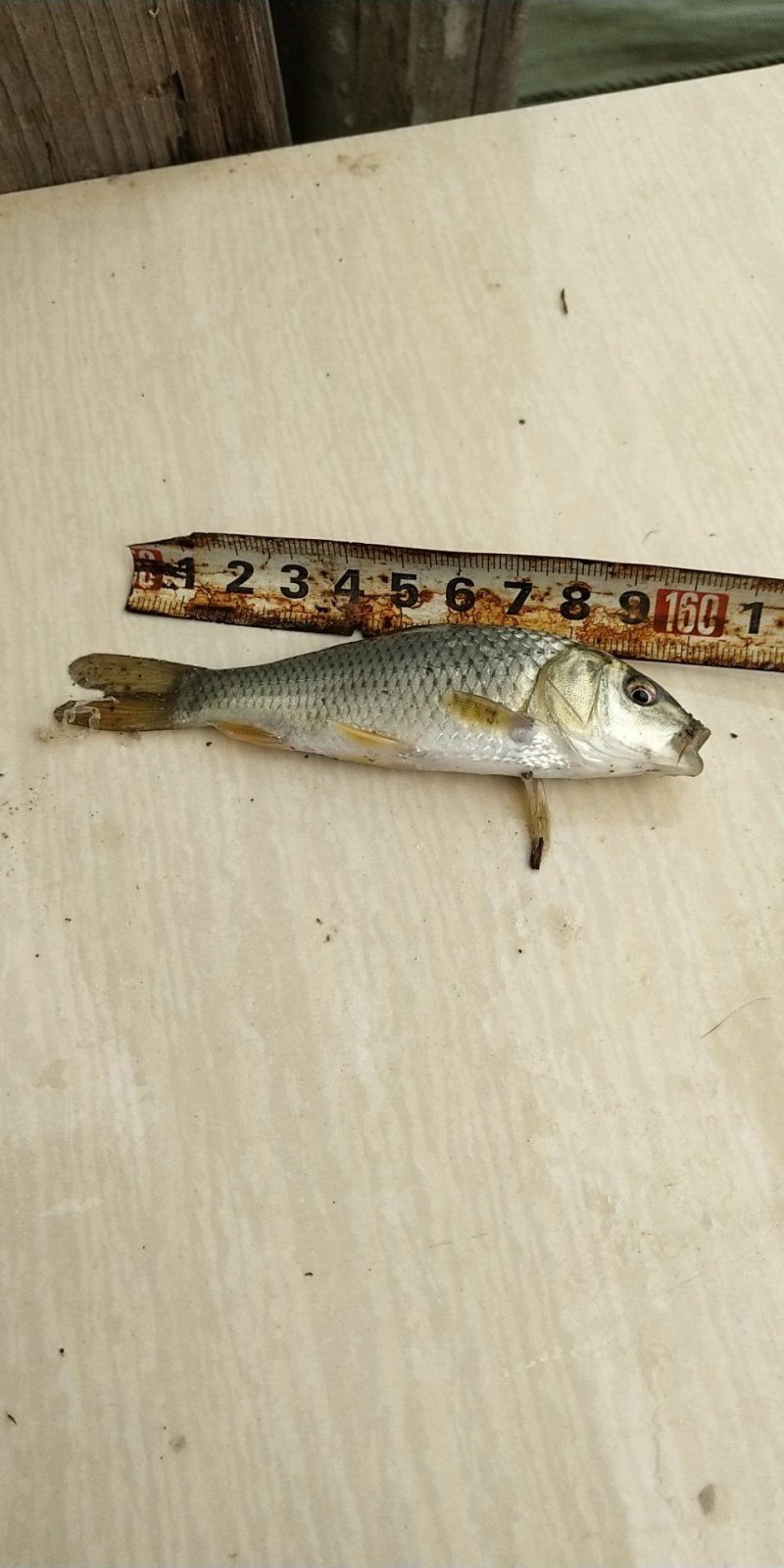 鲤鱼苗，正宗建鲤，冠鲤鱼苗