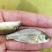 鲤鱼苗，正宗建鲤，冠鲤鱼苗