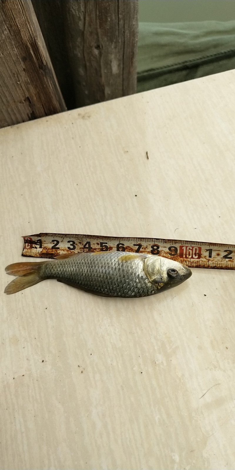 鲤鱼苗，正宗建鲤，冠鲤鱼苗