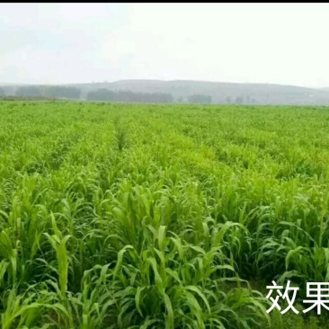 甜象草种子包发芽，量大从优