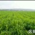 甜象草种子包发芽，量大从优