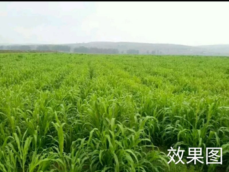 甜象草种子包发芽，量大从优