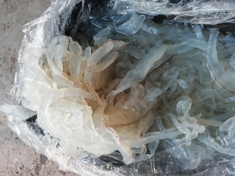 海蛰～海蜇丝～花海蜇丝～花海蛰皮