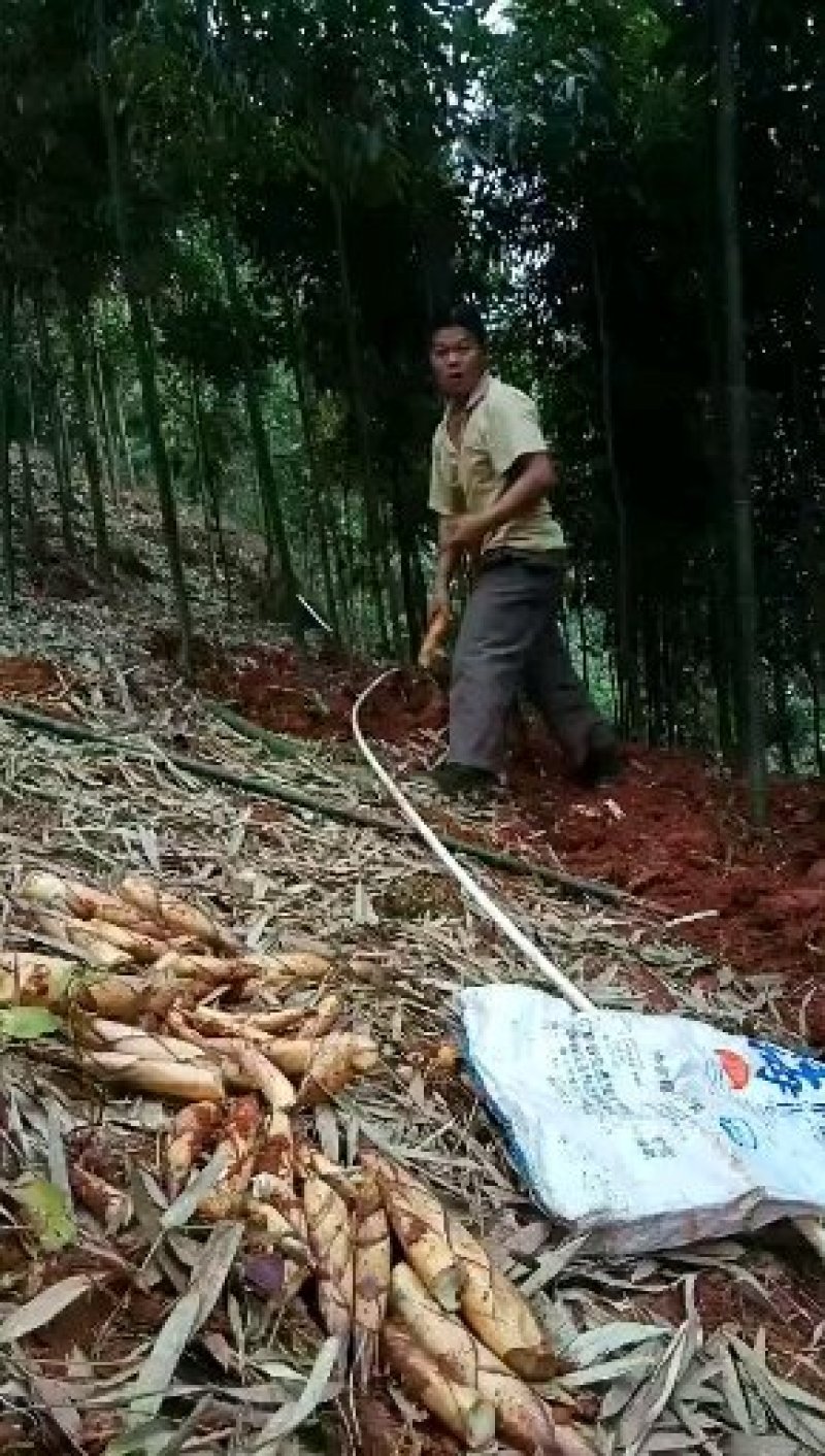 德庆富笋，肉质清甜，鲜美