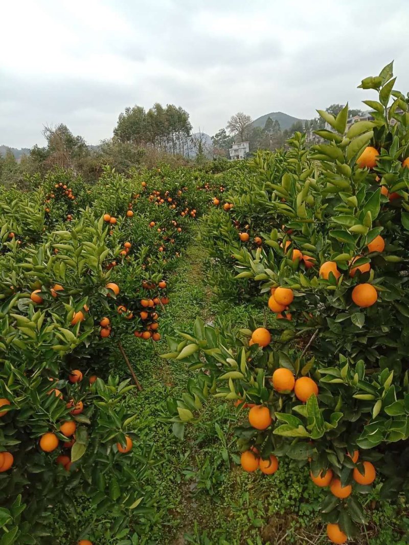 夏橙(荔浦夏橙大量上市)