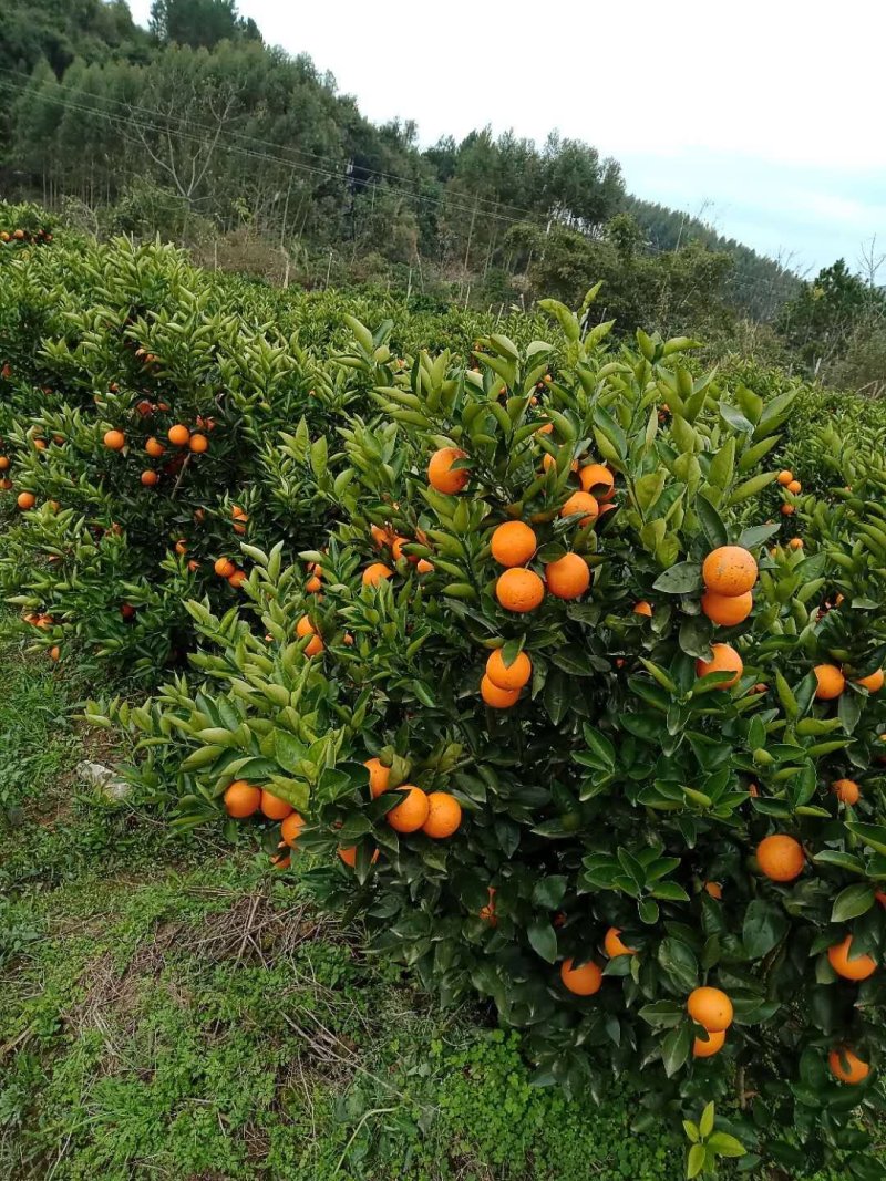 夏橙(荔浦夏橙大量上市)