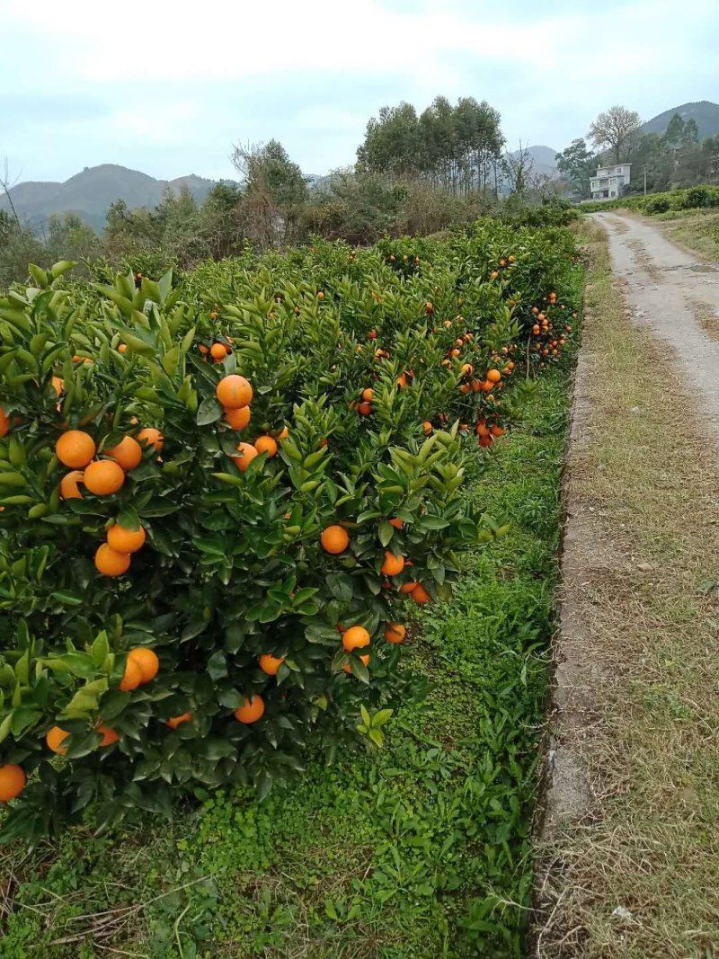 夏橙(荔浦夏橙大量上市)