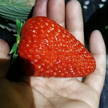 草莓