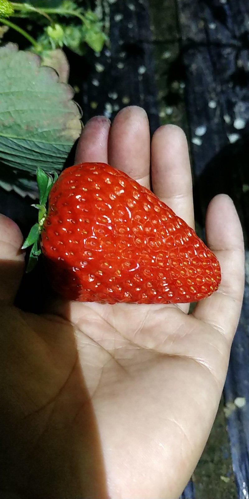 草莓