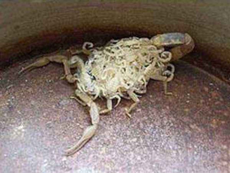 无冬眠养蝎实用技术