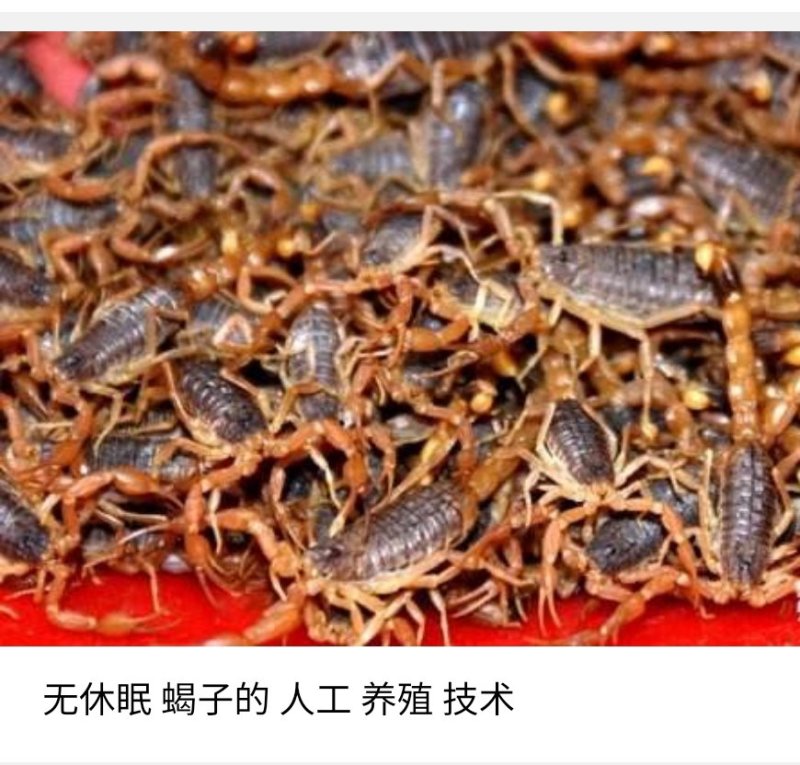 无冬眠养蝎实用技术