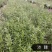 大量出售造林苗木一手货源